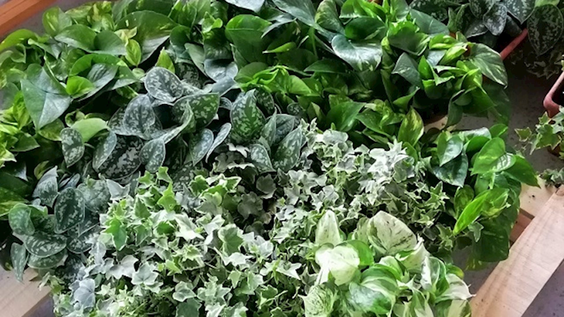 Medielettra aderisce a M'Illumino di Meno 2020