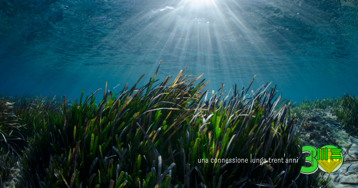 Una connessione lunga trent’anni che passa anche dalla Posidonia e dal nostro mare